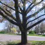 Form of a sawtooth oak