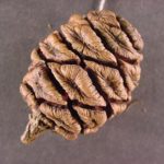 Cone of a giant sequoia