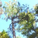 Form of a slash pine