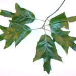 Leaves of a Southern red oak