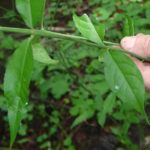 Leaves of a strawberry bush