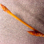 Twig and buds of a sweet birch