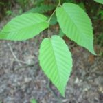 Leaves of a sweet birch