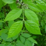 Leaves of a sweetshrub