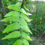 Leaves of the tree of heaven