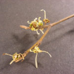 Flowers of a witch hazel