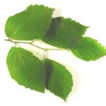 Leaves for a witch hazel