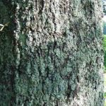 Cone of an Eastern white pine