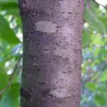 Bark for a witch hazel