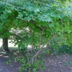 Form of a witch hazel