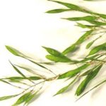 Fruit of a yellowwood