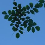 Distinguishing characteristics of a yellowwood