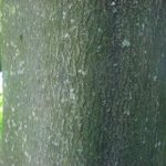 Bark of a yellowwood