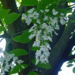 Flowers of a yellowwood