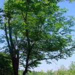 Form of a yellowwood