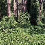 Form for kudzu