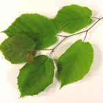American hazel