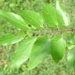 hackberry