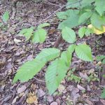 Leaves of an American hornbeam