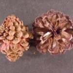 lodgepole pine
