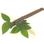 Distinguishing characteristics of a winged elm