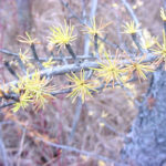 tamarack