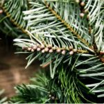 Needles of a grand fir