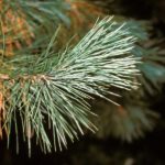 Needles of a sugar pine