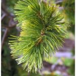 Needles of a whitebark pine