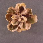 https://dendrology.tennessee.edu/wp-content/uploads/sites/263/formidable/13/pinypC-8fd095-150x150.jpg