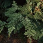 Needles of a redwood