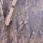 Bark of a white walnut