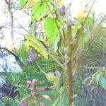 white walnut