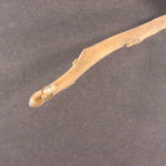 Twig and bud of a white walnut