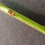 Twig and buds of a doghobble