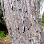 Bark of a mountain-laurel