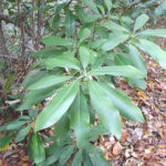 rosebay rhododendron