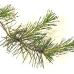 table-mountain pine