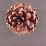 Cone of a table-mountain pine