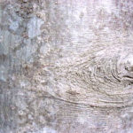 Bark of an umbrella magnolia