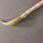 Twig and bud of an umbrella magnolia