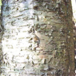 Bark of a young yellow birch