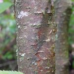 Bark of an older yellow birch