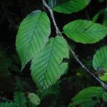 yellow birch
