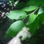 Distinguishing characteristics of a yellow birch