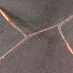 Twigs and buds of an American beech