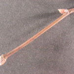 Twig and buds of an American basswood