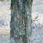 Another view of the bark of an Eastern red cedar