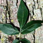 Leaves of a pignut hickory