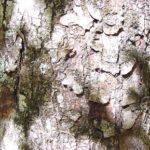 Another view of a red maple bark